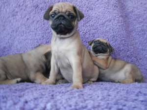 Photo №1. pug - for sale in the city of Москва | 221$ | Announcement № 2110