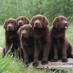 Photo №2 to announcement № 168089 for the sale of labrador retriever - buy in Germany private announcement