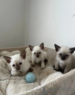 Photo №1. siamese cat - for sale in the city of Bamberg | 329$ | Announcement № 147240