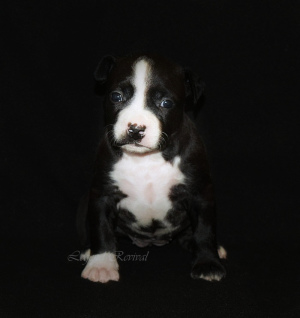 Additional photos: Amstaff's lovely puppies