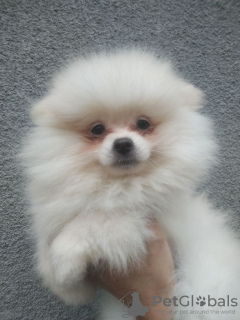 Additional photos: Spitz Pomeranian