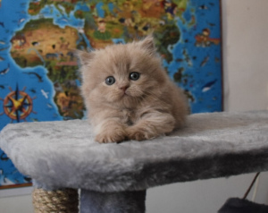 Photo №3. SCL boy purple color, carrier cinnamon. Russian Federation