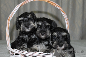 Photo №1. schnauzer - for sale in the city of Izhevsk | negotiated | Announcement № 56036