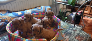 Additional photos: Cavapoo pappy f1 generation