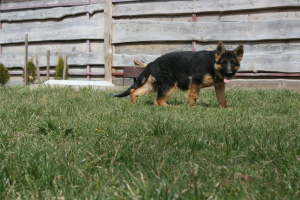 Photo №2 to announcement № 2025 for the sale of german shepherd - buy in Belarus private announcement, breeder