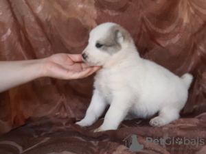 Photo №3. Puppies of the Central Asian Shepherd Dog. Russian Federation