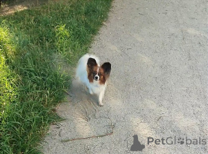 Photo №4. I will sell papillon dog in the city of Szczecin. breeder - price - 376$