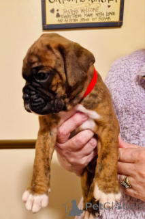 Photo №2 to announcement № 143527 for the sale of boxer - buy in Austria breeder
