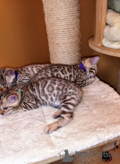 Additional photos: Trained Bengal Cats kittens available for Sale