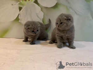 Photo №3. Healthy Scottish Fold kittens in Germany. Germany