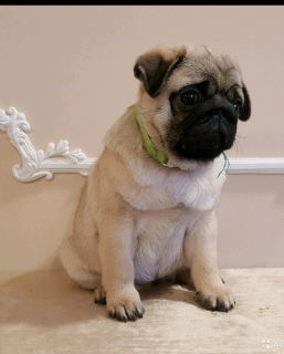 Additional photos: Pug puppy girl