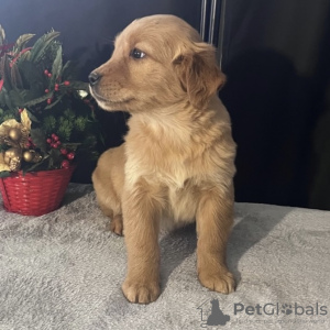 Photo №3. Golden Retriever. Germany