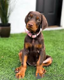 Photo №3. Preciosos cachorros Doberman Pinscher en venta. Spain