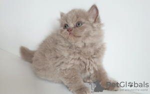 Photo №4. I will sell british longhair in the city of Ołomuniec. breeder - price - 624$