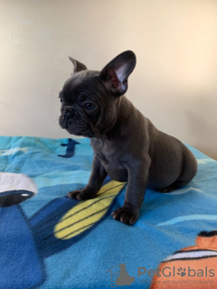 Photo №2 to announcement № 118119 for the sale of french bulldog - buy in Germany private announcement, breeder