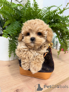 Photo №2 to announcement № 158857 for the sale of maltipu - buy in Germany breeder