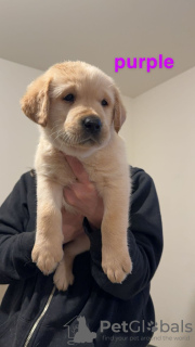 Additional photos: Lovely litter of KC Registered Labrador puppies.