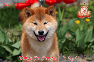 Photo №1. shiba inu - for sale in the city of Khmelnitsky | 1585$ | Announcement № 113558