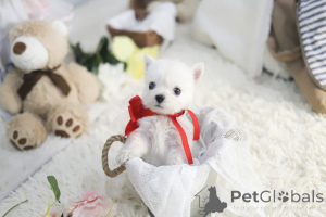 Photo №2 to announcement № 168763 for the sale of  - buy in United States breeder