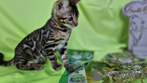 Photo №4. I will sell bengal cat in the city of Смолевичи. from nursery - price - 264$