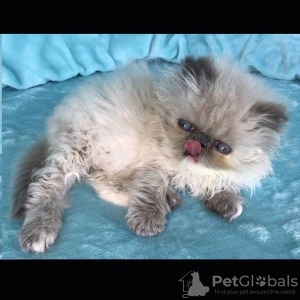 Photo №1. himalayan cat - for sale in the city of Sint-Niklaas | Is free | Announcement № 128949