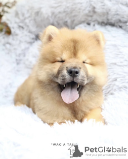 Photo №4. I will sell chow chow in the city of Дортмунд. private announcement, from nursery, from the shelter - price - 423$