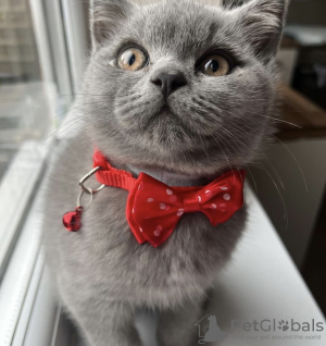 Photo №2 to announcement № 101672 for the sale of british shorthair - buy in Germany private announcement, breeder