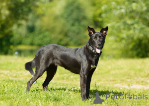 Photo №2 to announcement № 151420 for the sale of non-pedigree dogs - buy in Russian Federation from the shelter