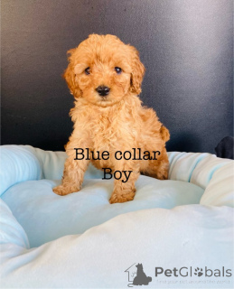 Photo №2 to announcement № 157684 for the sale of american cocker spaniel - buy in Germany breeder