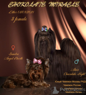 Photo №4. I will sell yorkshire terrier in the city of Vologda. from nursery, breeder - price - 608$