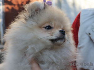 Additional photos: Pomeranian girl, standard