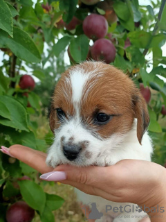 Photo №4. I will sell jack russell terrier in the city of Eagle. from nursery, breeder - price - negotiated