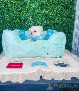 Photo №2 to announcement № 163079 for the sale of maltese dog - buy in Poland breeder