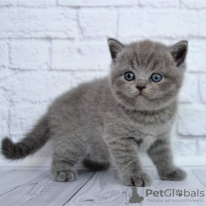 Photo №1. maine coon - for sale in the city of Berlin | negotiated | Announcement № 107659