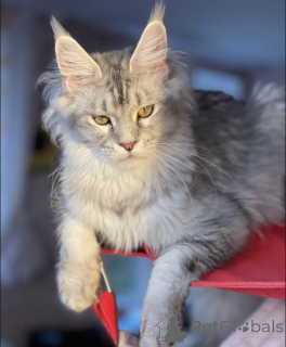Photo №1. maine coon - for sale in the city of Baden Baden | 996$ | Announcement № 163187