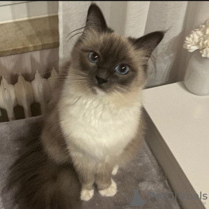 Photo №4. I will sell ragdoll in the city of Kansas City. private announcement - price - 300$