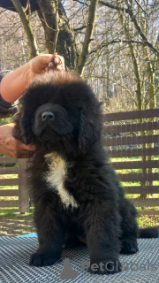 Photo №1. newfoundland dog - for sale in the city of Żywiec | 1796$ | Announcement № 95071