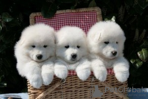 Photo №1. samoyed dog - for sale in the city of Brno | Is free | Announcement № 124144