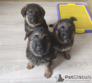 Photo №1. non-pedigree dogs - for sale in the city of Zaporizhia | 180$ | Announcement № 9112