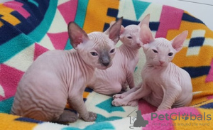 Photo №2 to announcement № 85439 for the sale of sphynx cat - buy in Finland 