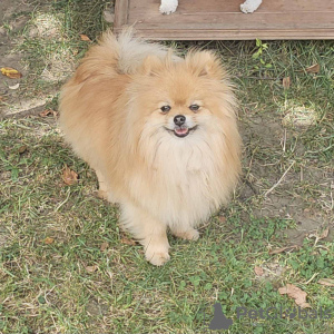 Additional photos: Pomeranian Spitz male puppy