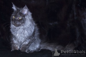 Photo №1. maine coon - for sale in the city of Krasnoyarsk | 474$ | Announcement № 9115