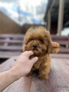 Photo №2 to announcement № 165780 for the sale of maltipu - buy in Ukraine private announcement