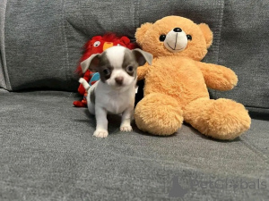 Photo №1. chihuahua - for sale in the city of Berlin | 282$ | Announcement № 136552