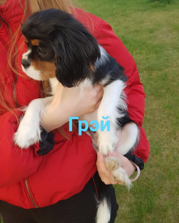 Photo №1. cavalier king charles spaniel - for sale in the city of Zhodino | negotiated | Announcement № 6450