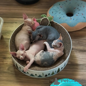 Photo №1. sphynx cat - for sale in the city of Bern | negotiated | Announcement № 122090