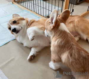 Photo №3. Pembroke Welsh Corgi štenci. Croatia