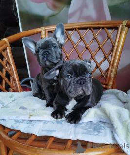 Photo №1.  - for sale in the city of Belarus | 581$ | Announcement № 161650