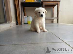 Photo №1. labrador retriever - for sale in the city of Гамбург | Is free | Announcement № 128419