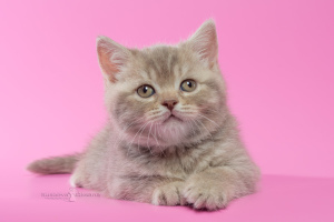 Photo №2 to announcement № 5063 for the sale of british shorthair - buy in Belarus from nursery